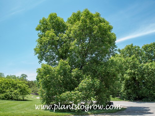 Ohio Buckeye (Aesculus glabra)